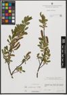 Foto von Salix waldsteiniana Willd.